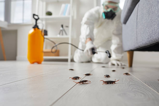 Commercial Rodent Management in Midway North